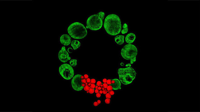 Scientists have created a Christmas tree from stem cells - Society, Scientists, The science, The medicine, Health, Stem cells, Christmas trees, Liferu