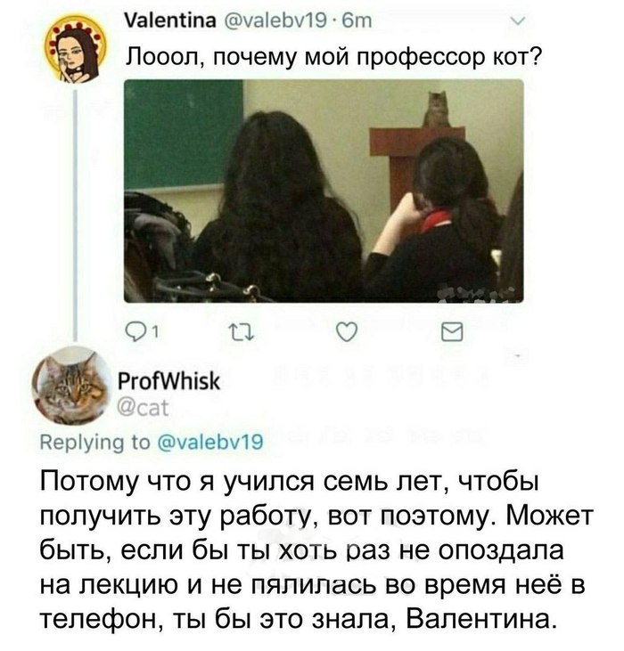 The professor won't say shit - cat, Professor, Twitter