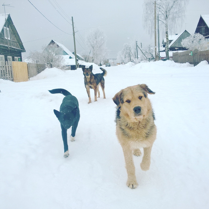 Brothers from the area - My, Gang, Dog, Petrozavodsk