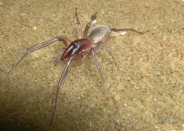 New species of sea spider named after Bob Marley - The science, news, Biology, Post #10297914, Bob Marley, Great Barrier Reef, Opening, Spider