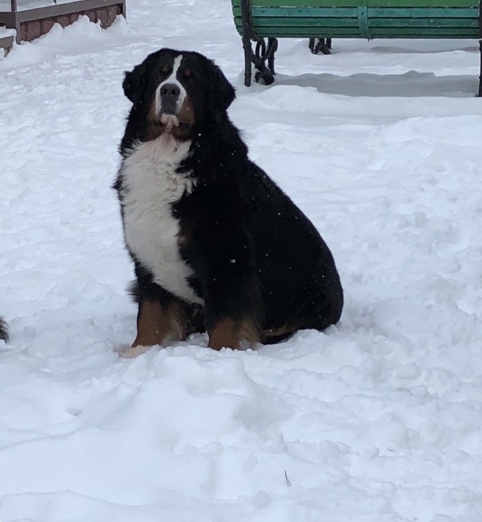 How good I am! How powerful are my paws! - My, Bernese mountain dog, Winter