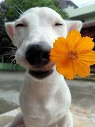 Good boy - Dog, Flowers, Handsome