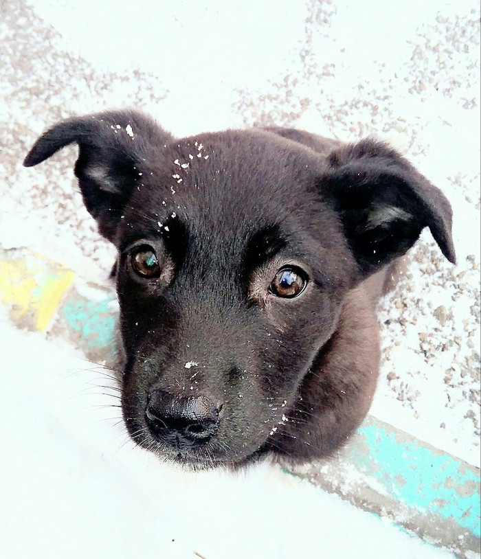 Good hands needed - Krasnoyarsk, Dog, Longpost, Found a dog