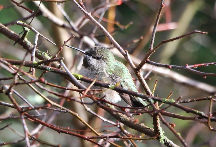 Hummingbird - My, Hummingbird, Birds, Nature