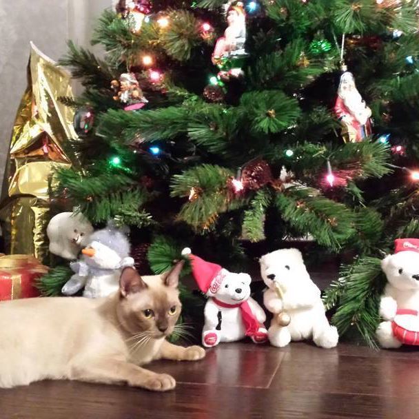 Burma is the best gift (under the Christmas tree :) - My, , , Burmese, , , cat, Cat breeds, 