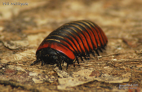 Bro and no bro #2. - My, Centipede, Millipodaphobia, Onychophora, Longpost