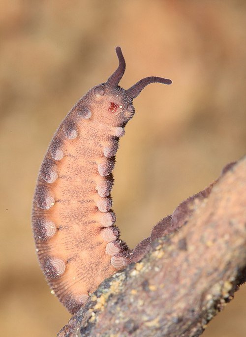 Bro and no bro #2. - My, Centipede, Millipodaphobia, Onychophora, Longpost