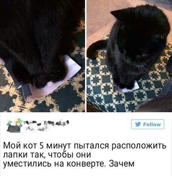 У меня лапки - Кот, Лапки, Twitter, Сперто