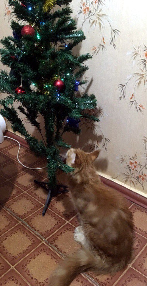 cat against tree - My, cat, Maine Coon, , Christmas tree, Christmas trees, Longpost