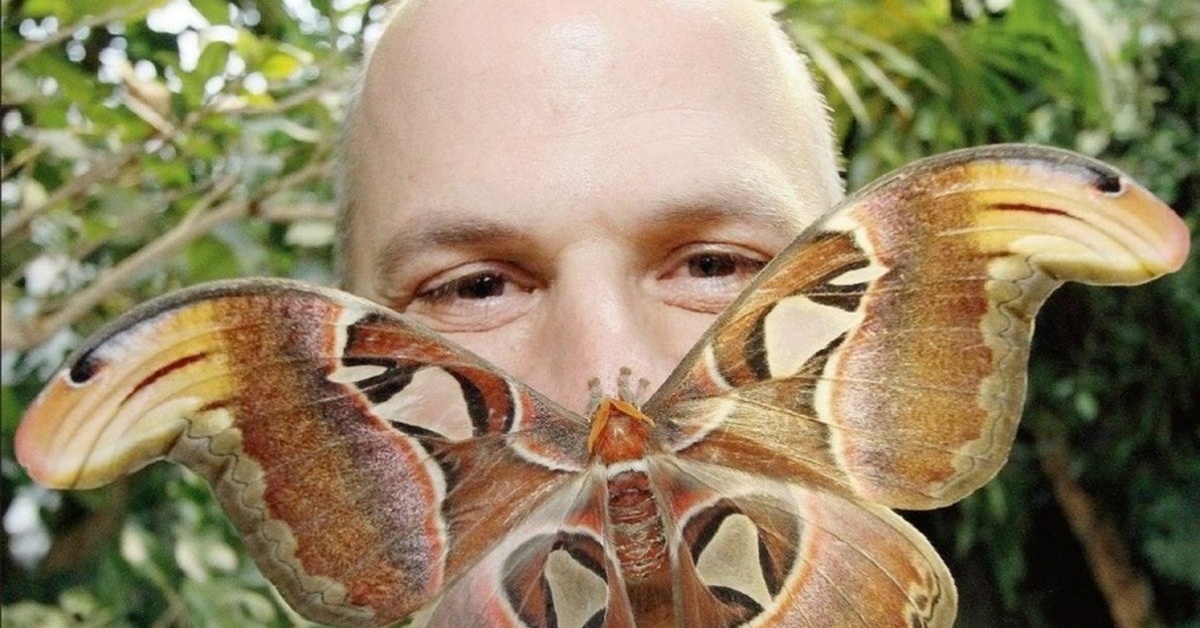 Самая большая бабочка в мире фото с размером