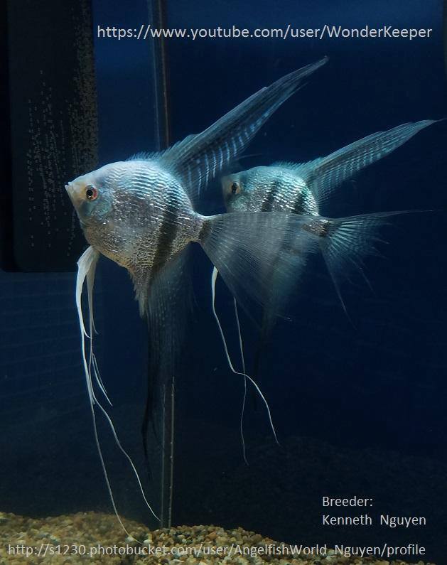 Angelfish by Kenneth Nguyen - Aquarium fish, Angelfish, Longpost