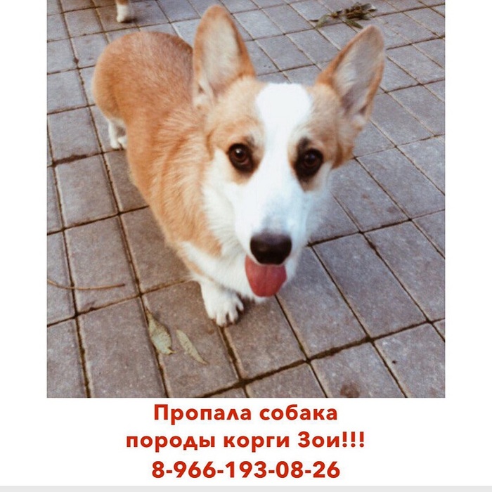 Lost dog in Moscow, Mozhayskoe highway! - Lost, Moscow, Corgi, The dog is missing, Text, Dog, Help, Helping animals