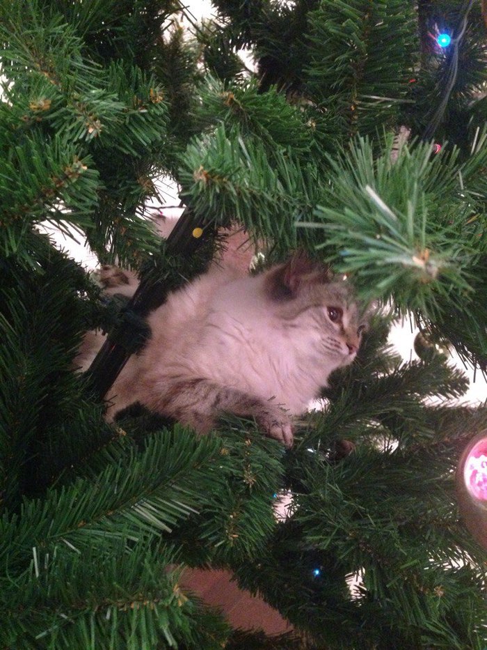 The main decoration of the Christmas tree - Christmas trees, New Year, Longpost, Christmas tree, cat