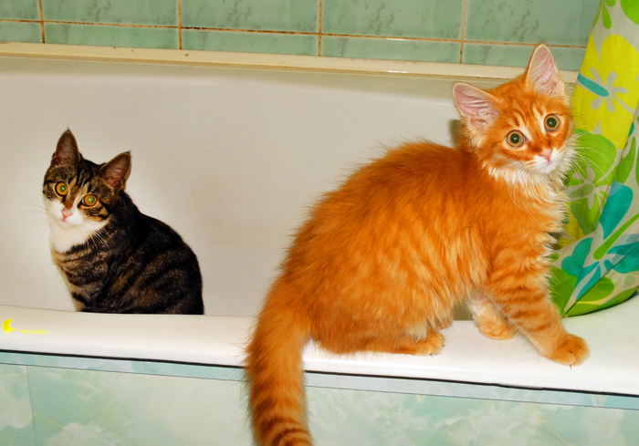 Where's the water for fur seals? - My, cat, Bath, Sit, , Redheads, Funny