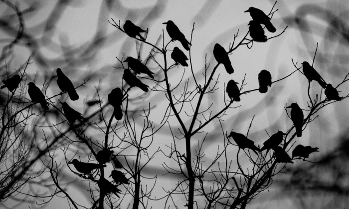  , Nikon,  