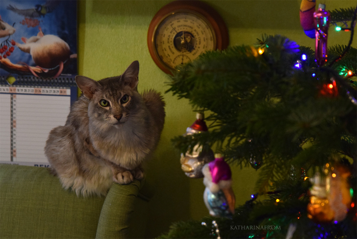 Provocative Christmas toys - My, cat, , Christmas trees, The photo