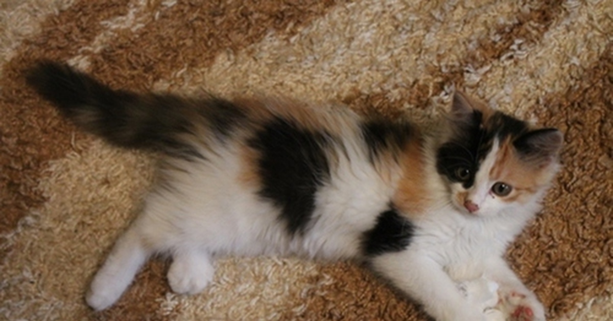 Какие котята родятся у трехцветной кошки. Сибирская кошка трехцветная котенок. Сибирская кошка котята 3 месяца трёхцветные. Трёхцветная кошка пушистая. Трехцветный пушистый котенок.