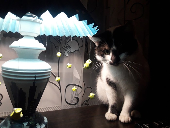 My attempt at a cat lamp - My, cat, Лампа, Creation, Longpost