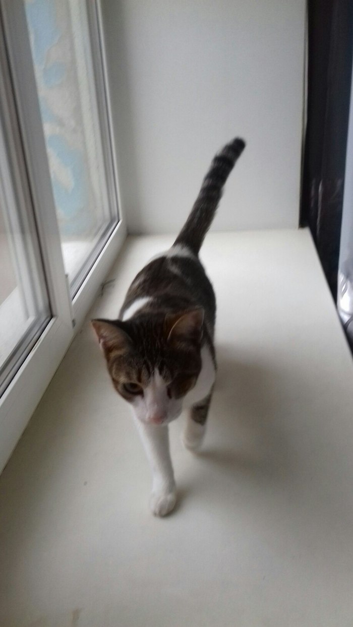 Lost cat in Omsk! - My, cat, The missing, Lost cat, Omsk, Help, Helping animals