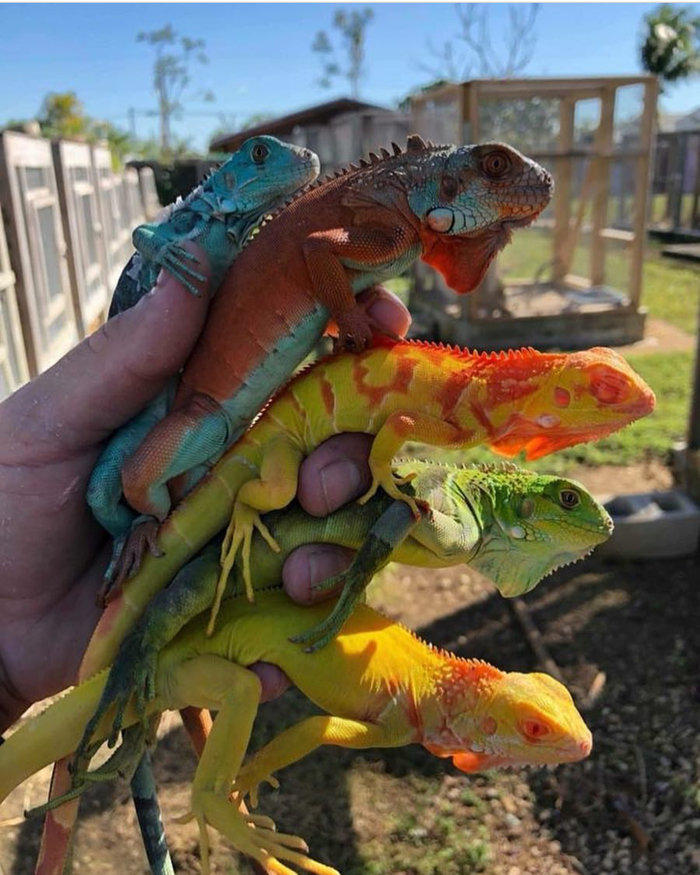 Who wants an iguana? - Iguana, Lizard, Longpost