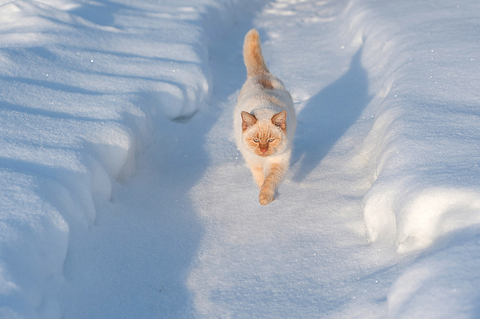 New year cat - cat, Siamese cat, Mestizo, Snow, My, My, Winter