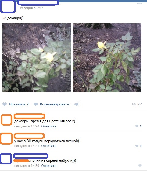 winter roses - My, Flowers, Winter, Paradox, The photo, Comments, Voronezh, Weather