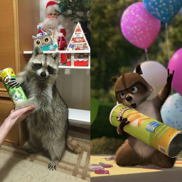 Cosplay. Level - raccoon. - My, Raccoon, , , Animals, Lowcost cosplay, Cosplay