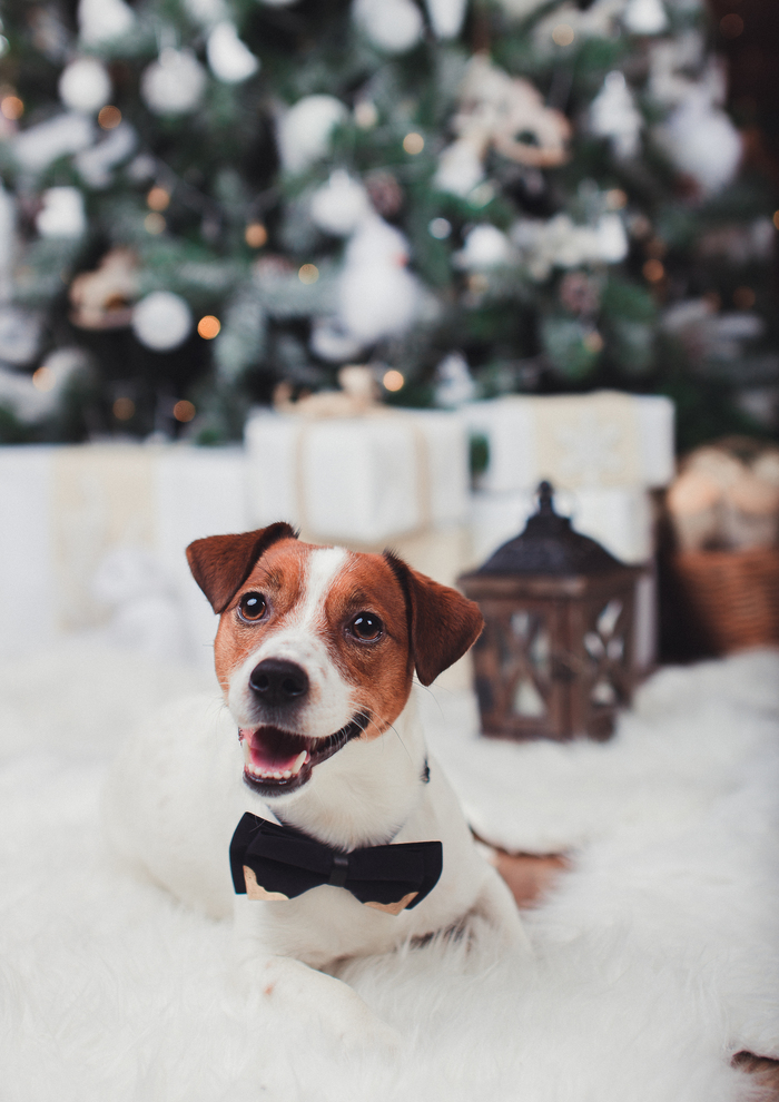 Dear pickers! - My, Dog, Year of the dog, 2018, , Jack Russell Terrier, Happiness to everyone, New Year