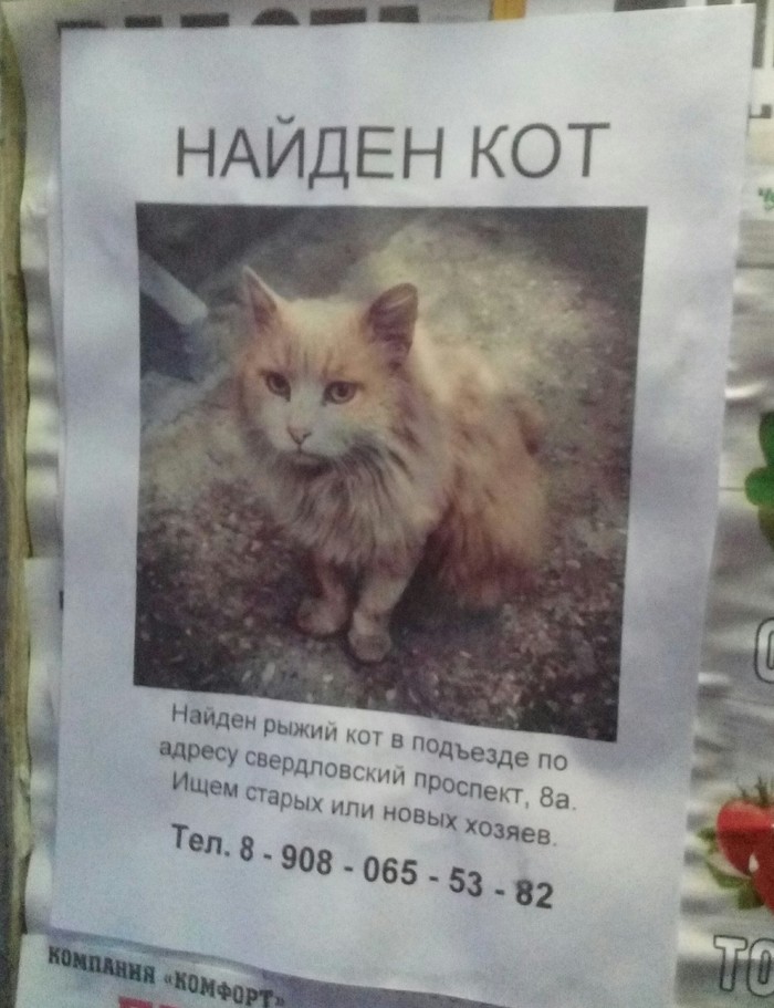 Let's create a miracle, bring the cat home! - Lost, In good hands, Helping animals, My, cat, A loss, Redheads, Chelyabinsk, Help