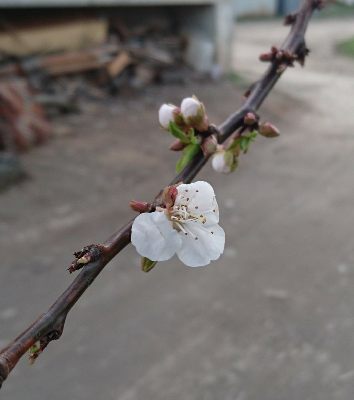 December 29 in the Krasnodar Territory :) - My, Краснодарский Край, Anapa, Bloom, Winter, New Year