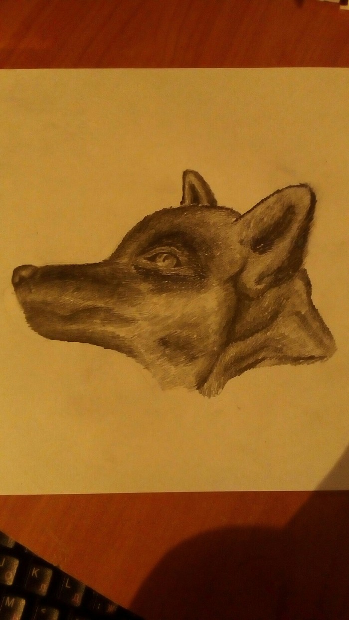 Drawing - Drawing, My, Longpost, Pencil drawing, Graphics, Wolf