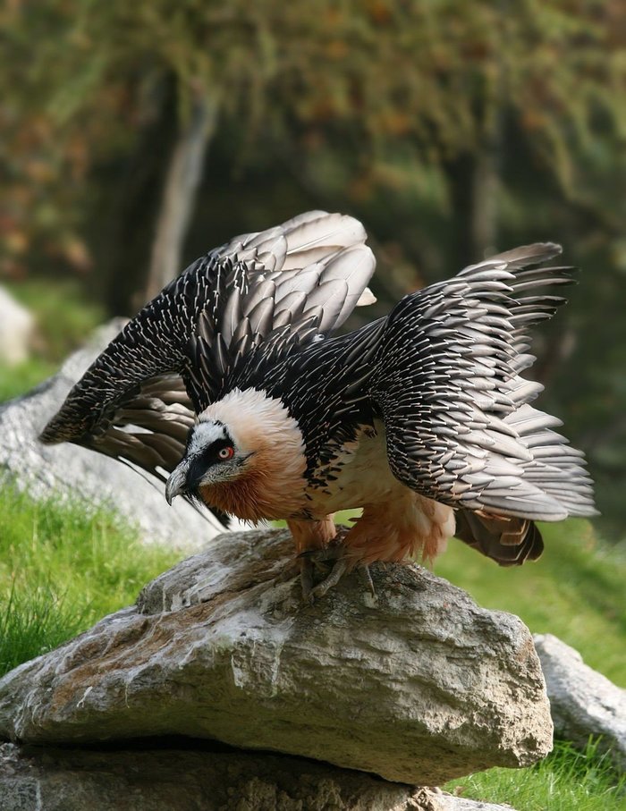 Книга животных: Бородач (Ягнятник) Ягнятник, Книга животных, Животные, Дикие животные, Длиннопост