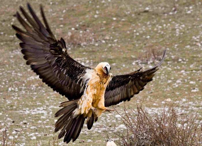 Книга животных: Бородач (Ягнятник) Ягнятник, Книга животных, Животные, Дикие животные, Длиннопост