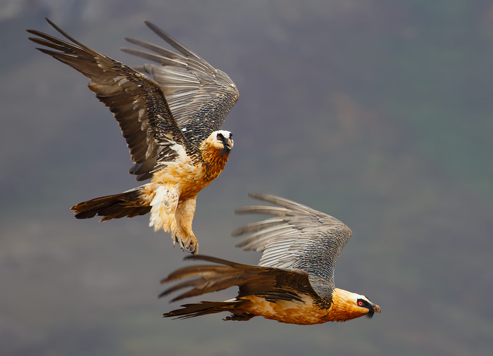 Книга животных: Бородач (Ягнятник) Ягнятник, Книга животных, Животные, Дикие животные, Длиннопост