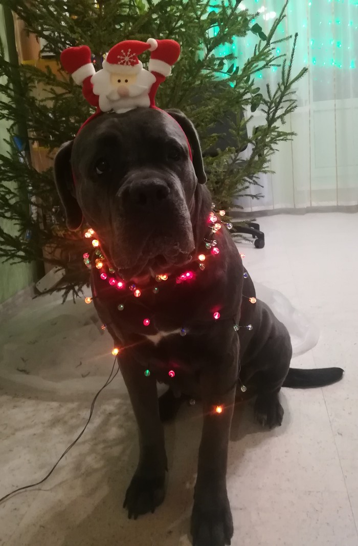 Symbol of the year - My, Symbol of the year, Cane Corso, New Year