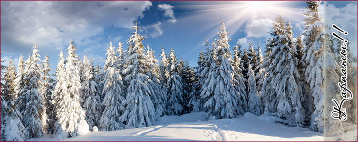 Зима длинная. Панорама зимнего леса. Зимний лес панорама. Панорама зима лес. Красивая зимняя панорама.