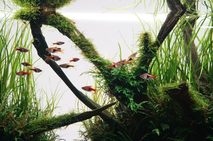 Рецепт красоты: коряги, растения, рыбки))