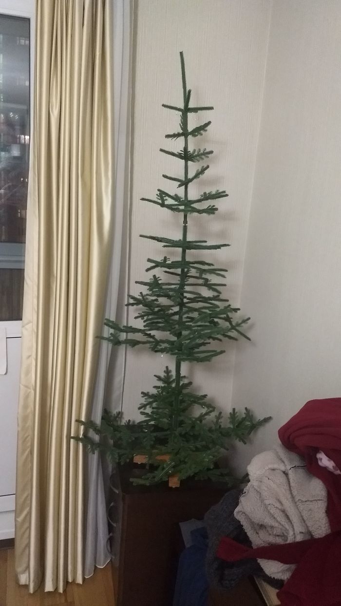 Gathered a Christmas tree and lost. - My, New Year, Christmas trees, Losing