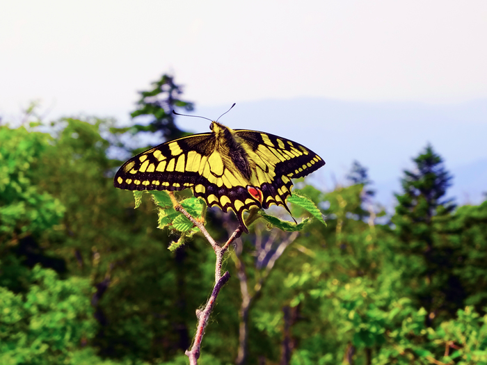 Machaons. - My, Macro photography, Primorsky Krai, Oktyabrsky District, Butterfly, , beauty, Longpost