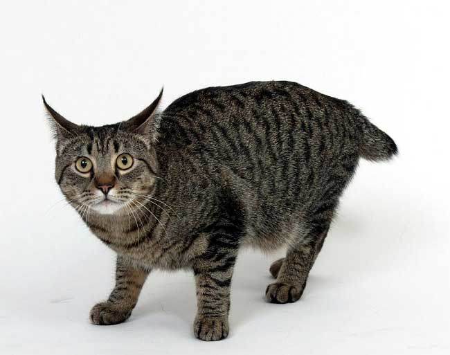 Pixibob is a real domestic lynx - cat, Catomafia, Breed, Polydactyly, Longpost