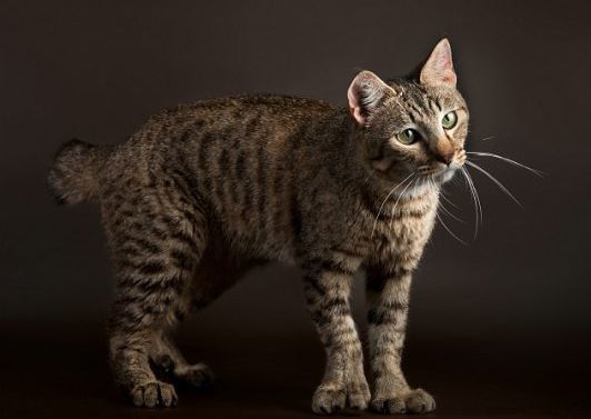 Pixibob is a real domestic lynx - cat, Catomafia, Breed, Polydactyly, Longpost