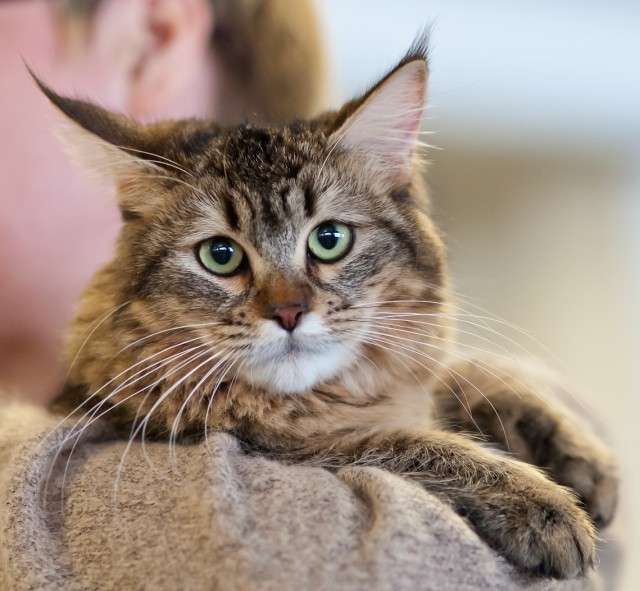 Pixibob is a real domestic lynx - cat, Catomafia, Breed, Polydactyly, Longpost