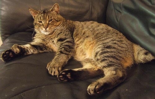 Pixibob is a real domestic lynx - cat, Catomafia, Breed, Polydactyly, Longpost