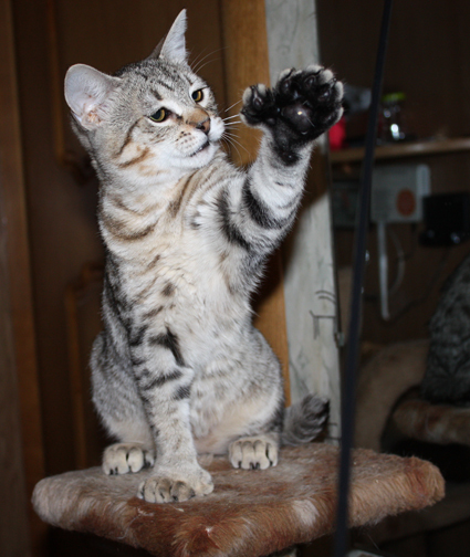 Pixibob is a real domestic lynx - cat, Catomafia, Breed, Polydactyly, Longpost