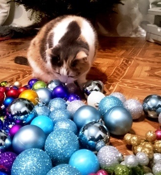 New Year's gift-congratulatory - My, cat, , Security, Christmas decorations, Sonya, Thief, Congratulation, Longpost