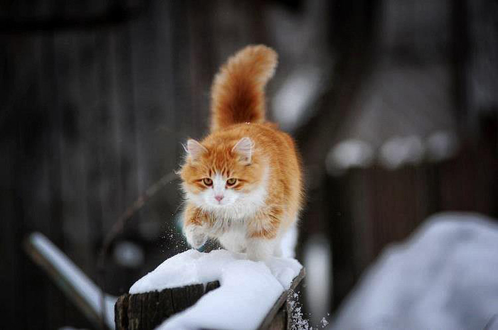 snow cat - Winter, cat, Redheads, Snow, My, My