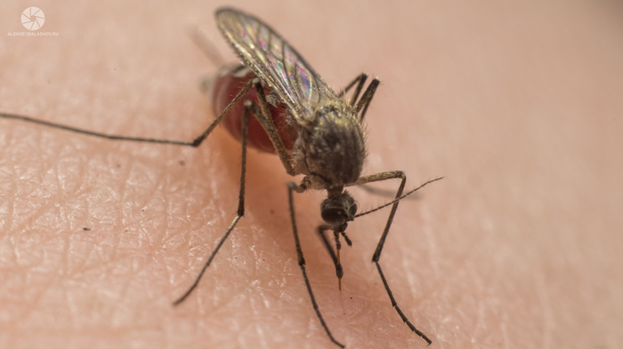 Macro. The mosquito drinks blood. - My, , Closeup, Macro, Macro photography, Macrocosm, The photo, Mosquitoes