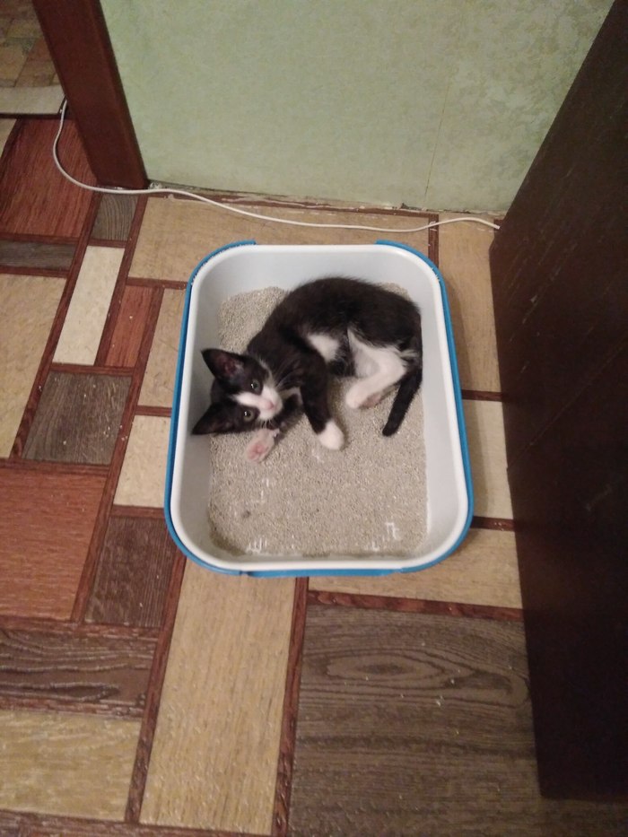 Tray - My, cat, Tray, Accustom