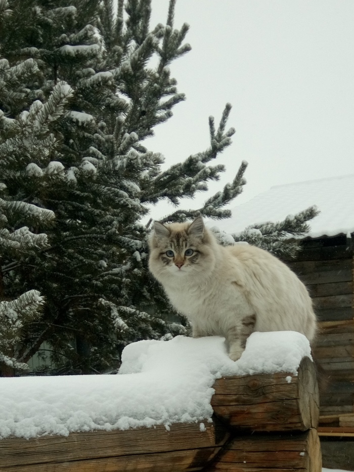 Новогодний котик - Моё, Кот, Длиннопост, Кот в снегу, Снег