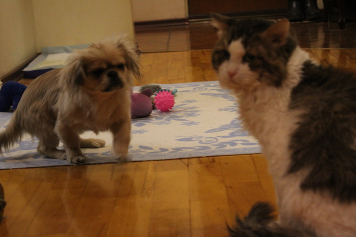 And here is my yellow dog with a non-yellow cat. - My, My, Animals, Dog, cat, Canon 1300d, Pekingese, Old and young